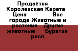 Продаётся!     Королевская Карета › Цена ­ 300 000 - Все города Животные и растения » Другие животные   . Бурятия респ.